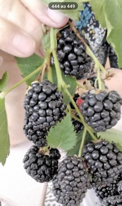 Ежевика бесшипная Triple crown (Тройная Корона) ТРЕХЛЕТКИ!!!