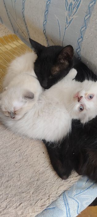 Продам породистых котят