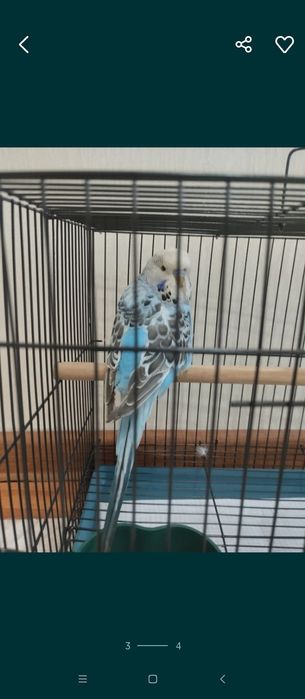 Попугай Андука самец
