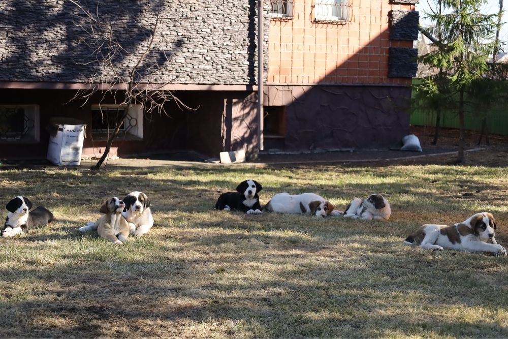 Алабай САО щенята  2,5 мес.