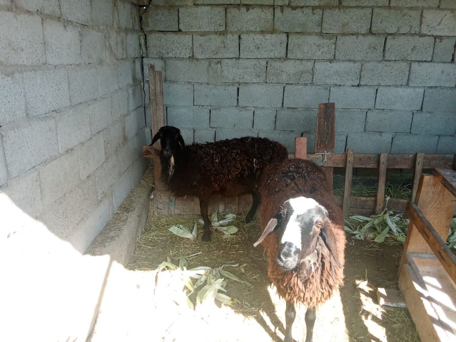 Тоқтылар сатылады!