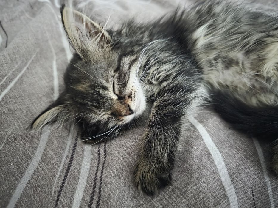 Пристраивается котёнок