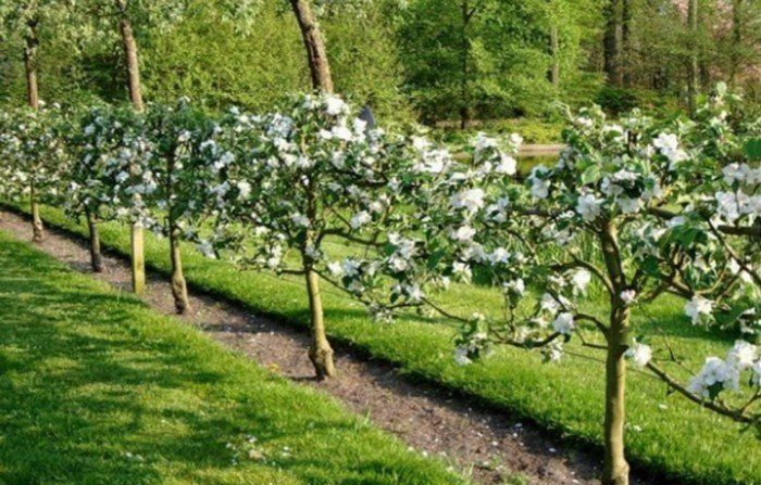 Daraxt kesish archa farmofka ишлов бериш