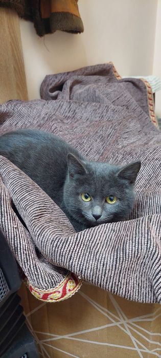 Отдадим котят, похожи на британских.