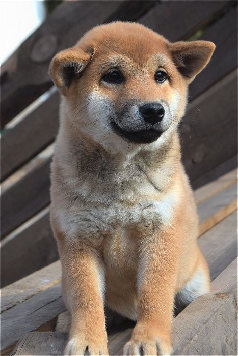 сиба ину на продажу