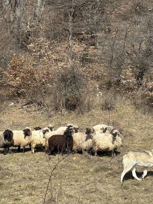 Vand 30 de oi cu lapte