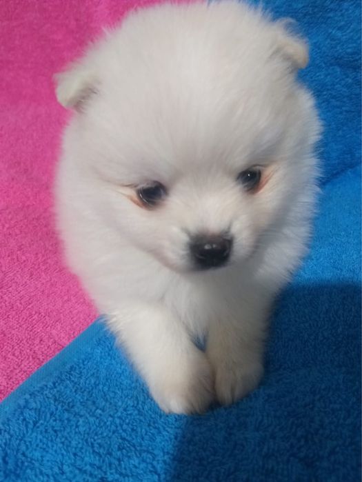 Щенки померанского шпица!!!