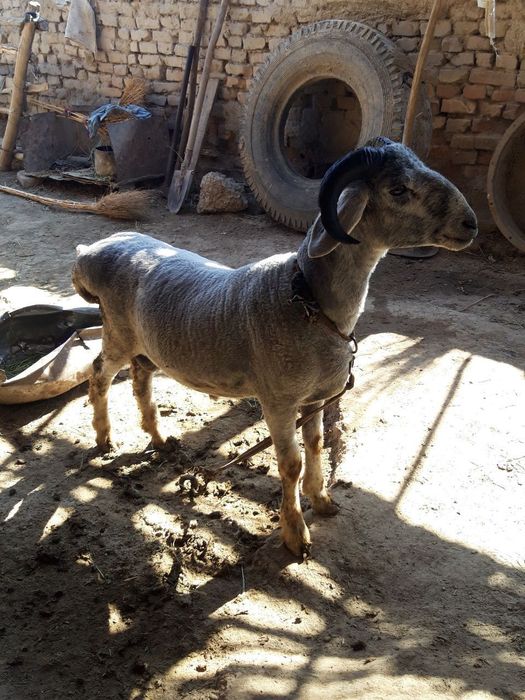 Rioning seksi yalangoch raqqosalari