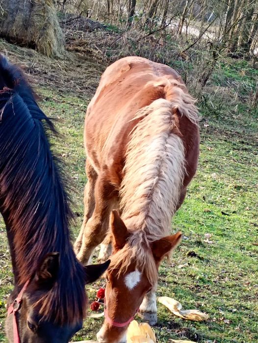 Vând s-au schimb cu oi
