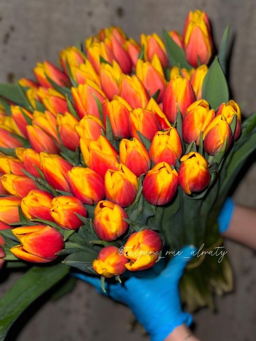 Тюльпаны на 14 февраля и 8 марта