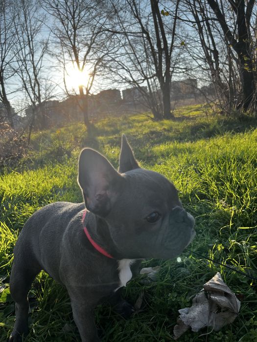 Френски булдог женски сив 6 месечен