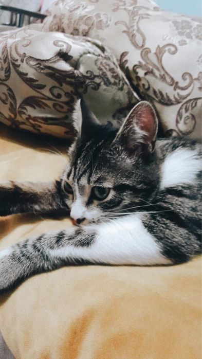 Отдадим кота в добрые руки!