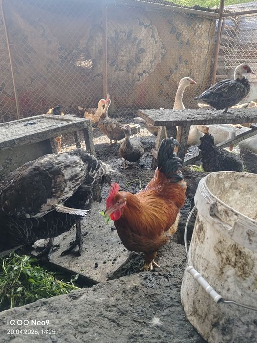 Продам гусей белых, молодых