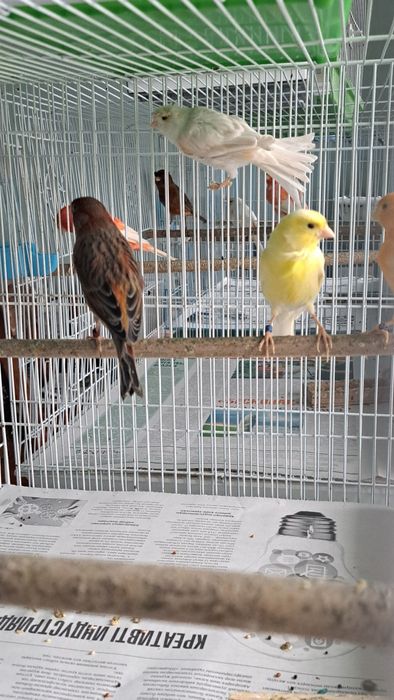 Кансрейки. Самцы и самки