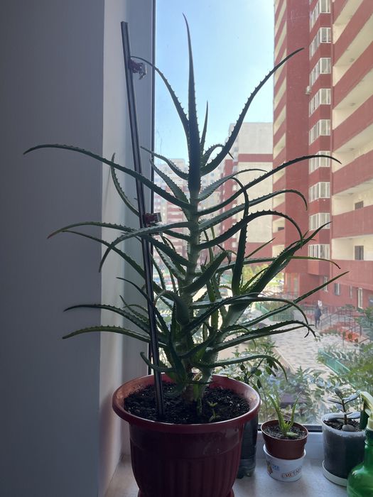 Комнатные растения