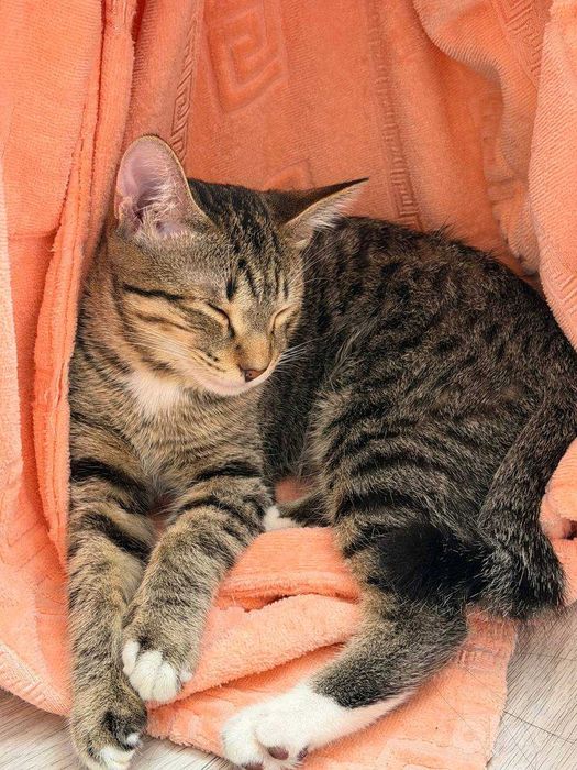 котенок в добрые руки