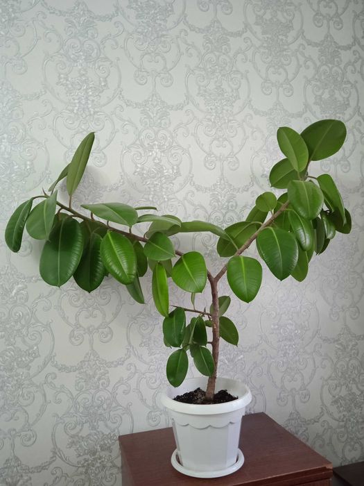 Продам фикус комнатное растение