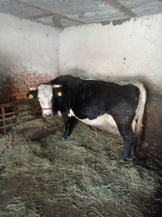 Vaci gestante de vanzare