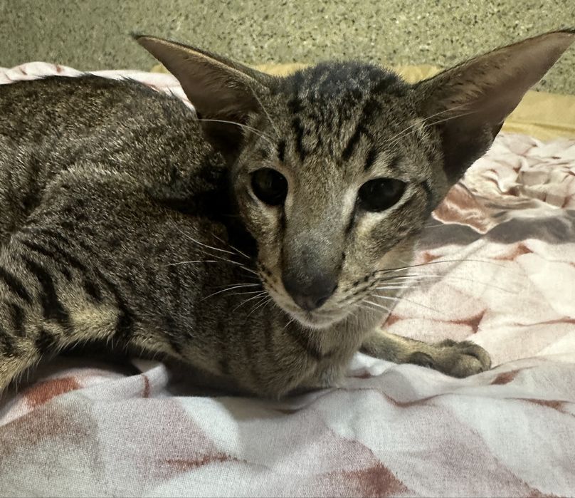 Кот ориентал 2 года