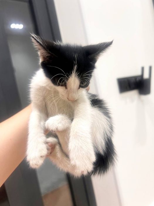 Фергана! Маленькая Кошка Отдам даром