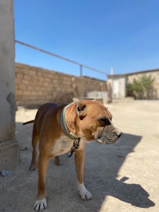 Пит-бультерьер..