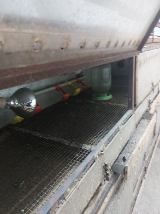 Брудер для цыплят