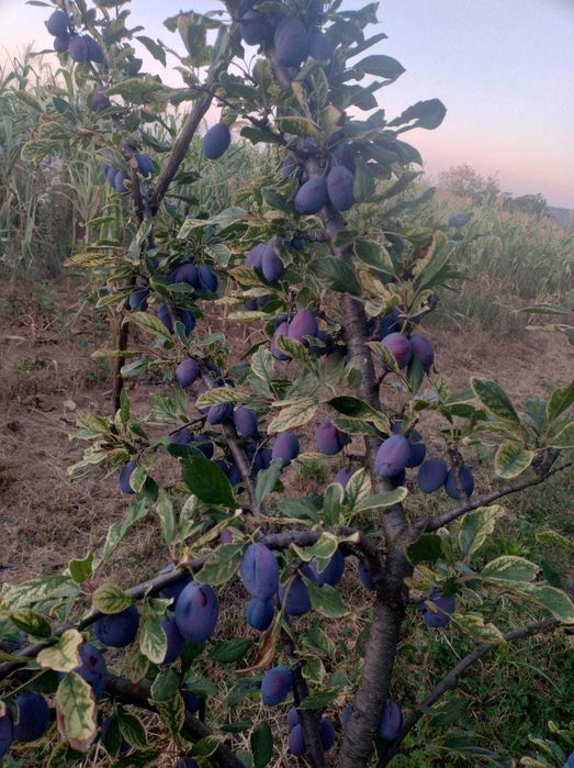 Prune de vanzare