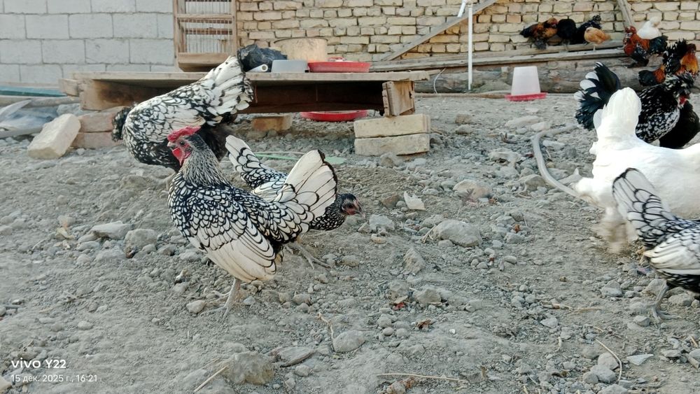 Сибрайт сотилади