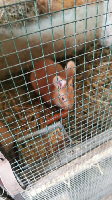 Alb ,Albastru Vienez si Burgunder