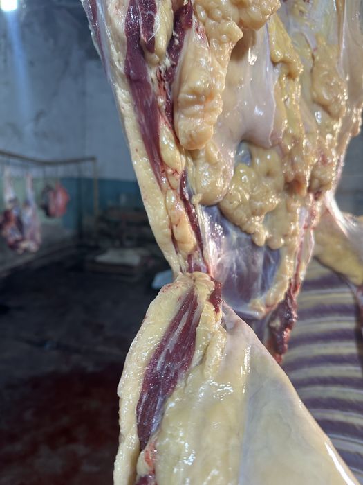 Жас биелер, байталдар сатам