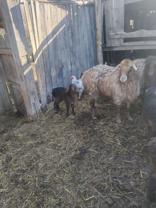 Продам чистое мамлютский район