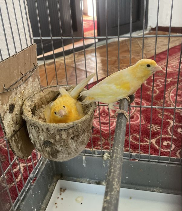 Канарейки с клеткой
