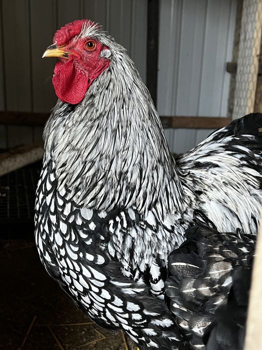 Cocosi Wyandotte GSG argintiu rosu negru albastru auriu 2025