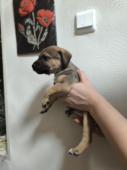 Отдам щенков срочно