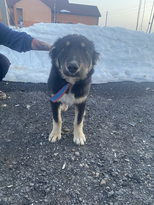 Щенок в добрые руки