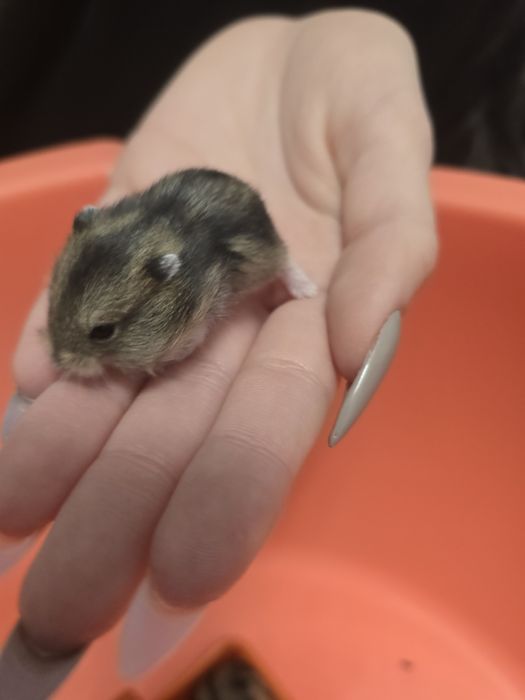 Продавам Мини Хамстери