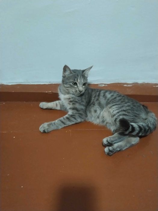 Mushuk hadyaga beriladi