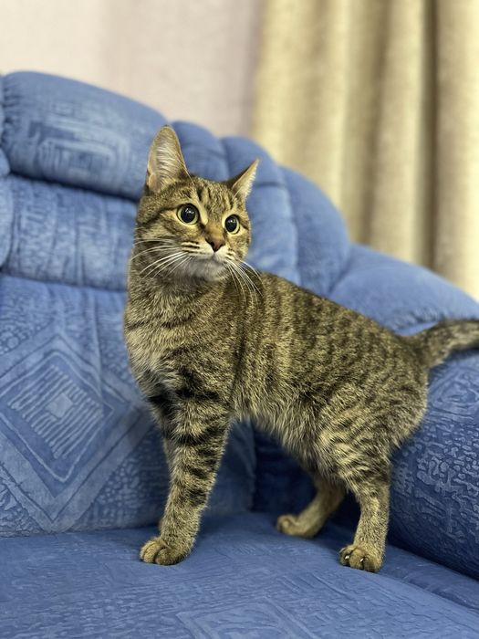 Отдам кошку в добрые руки