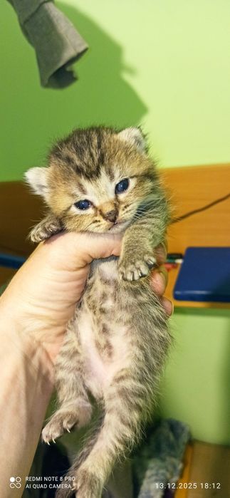 Котята, продаются