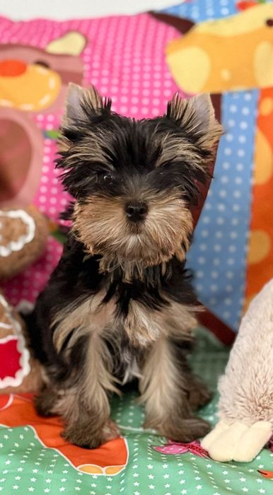 pui Yorkshire Terrier