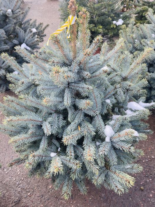 Ель голубая, колючая - сорт Эдит