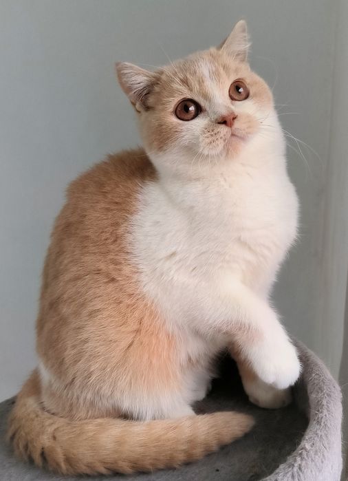 British Shorthair motanel bicolor