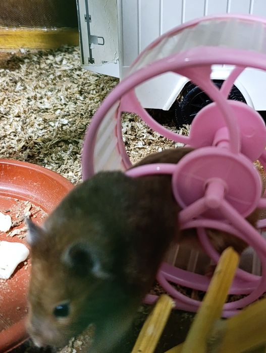 Хамяк сотилади Она бола