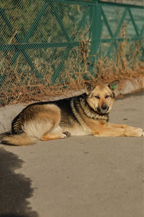 Красивая собака в добрые руки