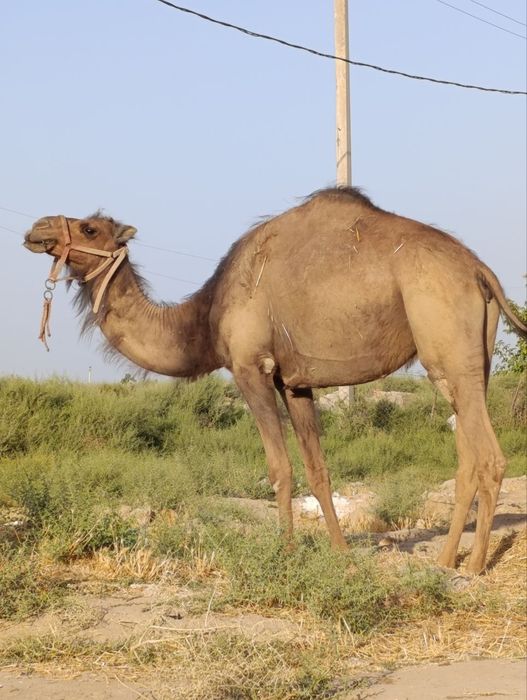 Rus porno filmi sahna ortida