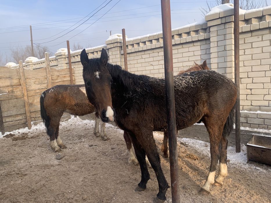 Продам лошадей упитанных 520000 тг