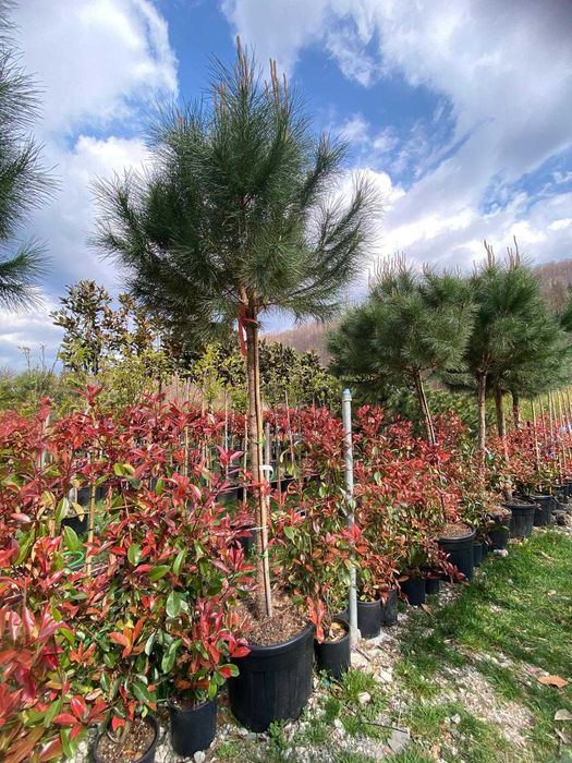 Photinia Red Robin Tip Tufă pentru Curți și Grădini Elegante