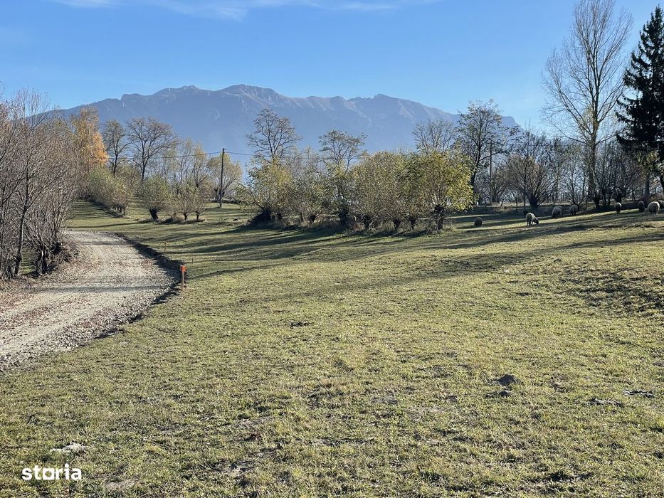 Teren intravilan zona Bran-Tohanita,judetul Brasov intre 500 si 1000 m