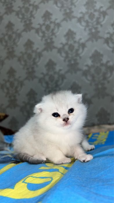 Вязка хизмати !!! Симба  киз мушулани свиданияга таклиф килади