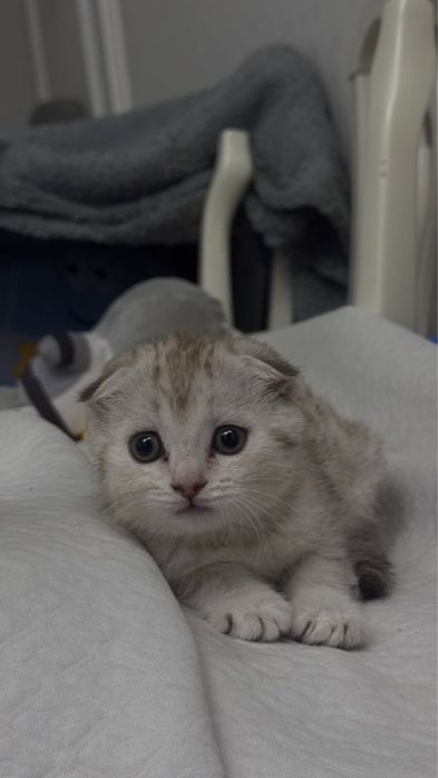 продается котенок